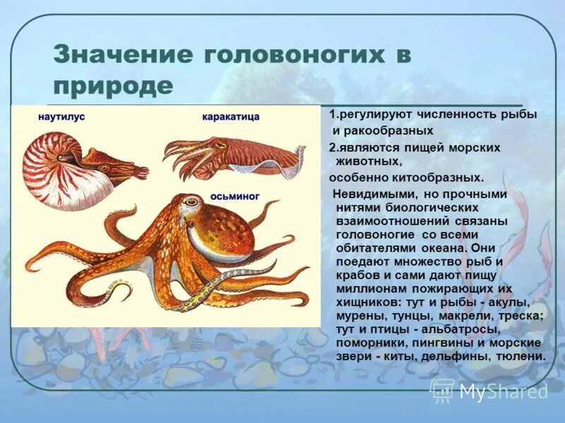 значение головоногих моллюсков кратко. значение головоногих моллюсков. класс головоногих моллюсков. класс головоногие моллюски. значение в природе и жизни человека молусок.