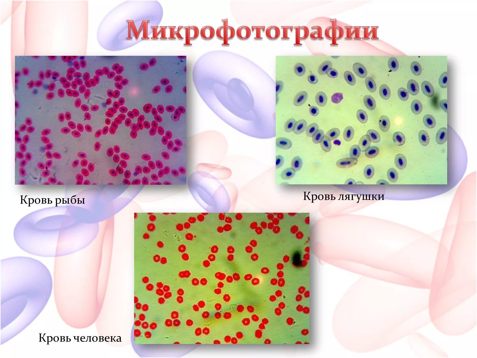 Кровь лягушки под микроскопом строение Форма эритроцитов человека и лягушки таблица фото видео