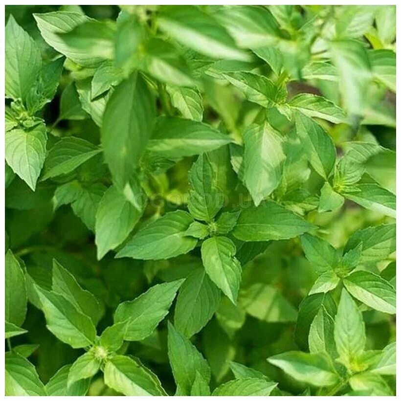 базилик лимонный аромат. базилик зеленый лимонный аромат. базилик зеленый лимонный. базилик овощной лимончик. базилик лимонный.