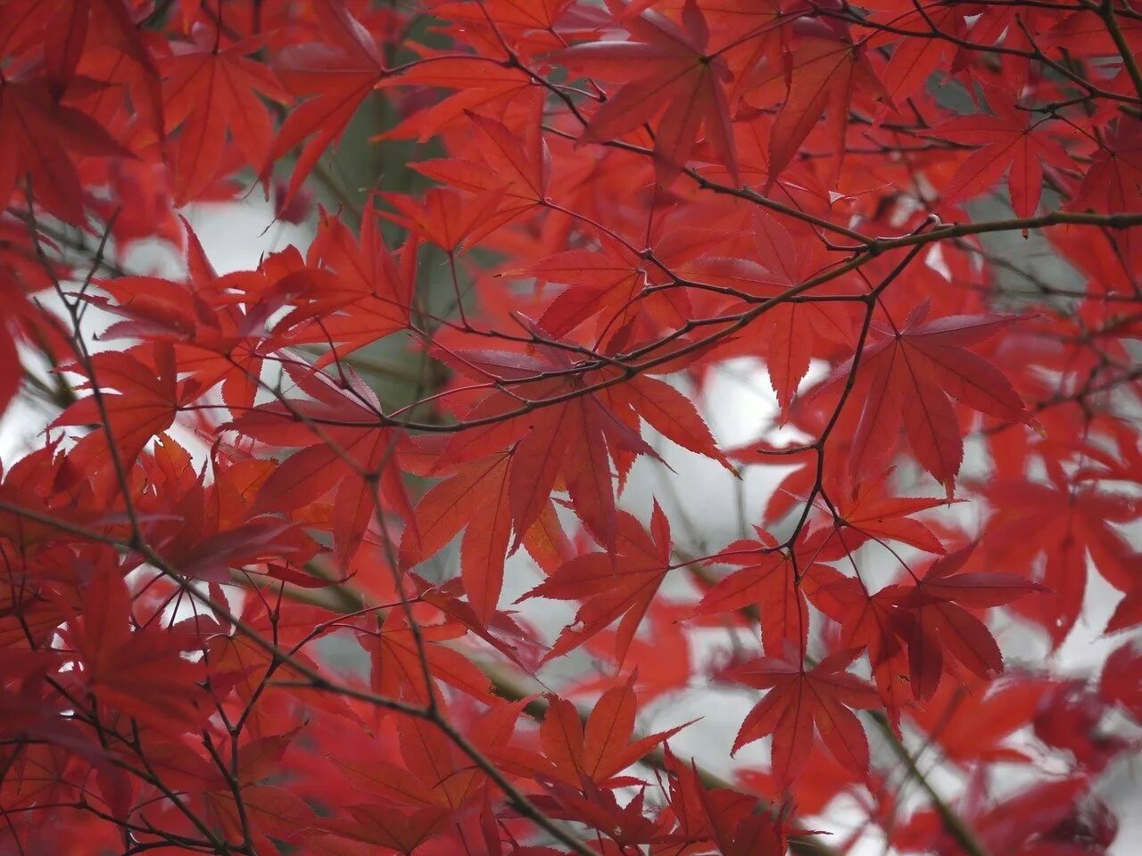 Клен Red Maple Leaf. Клен с красными листьями. Бордовый кленовый клён. Багряный клен. Клен цвет листьев осенью