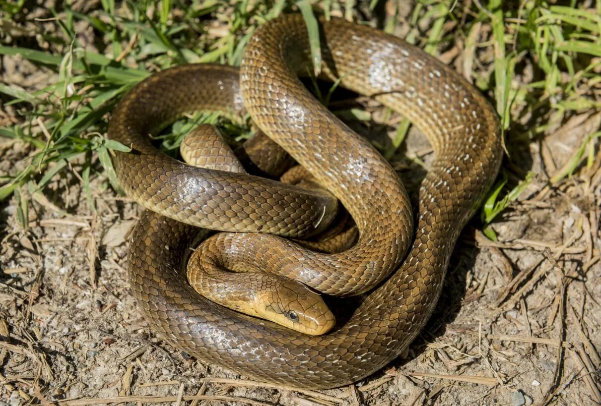 Полоз эскулапов (zamenis longissimus). Эскулапов полоз Elaphe longissima. Балканский полоз. Эскулапов полоз в Краснодарском крае.