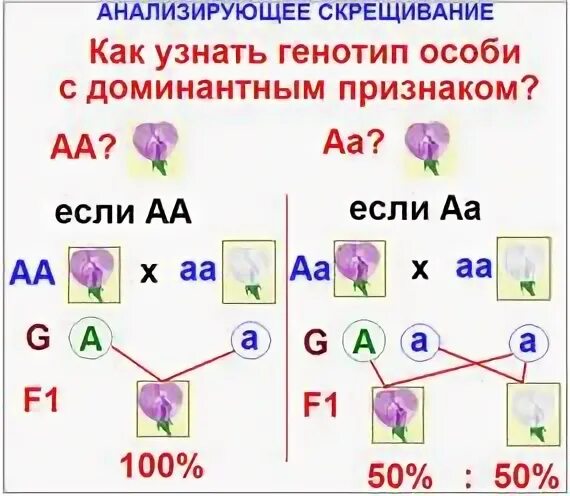 Анализирующим скрещиванием устанавливают генотип. Анализирующее скрещивание задачи. Анализирующее скрещивание таблица. Схема анализирующего скрещивания собак. Анализирующее скрещивание по третьему закону.