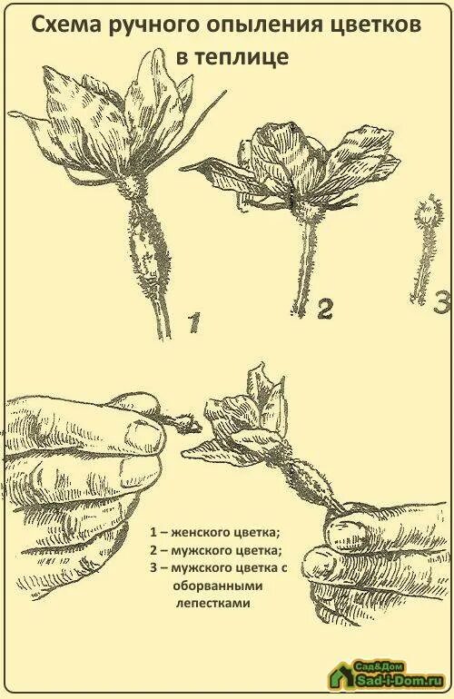 Надо ли опылять. Опылять огурцы вручную. Опыление огурцов вручную. Мужской и женский цветок. Опыление схема.