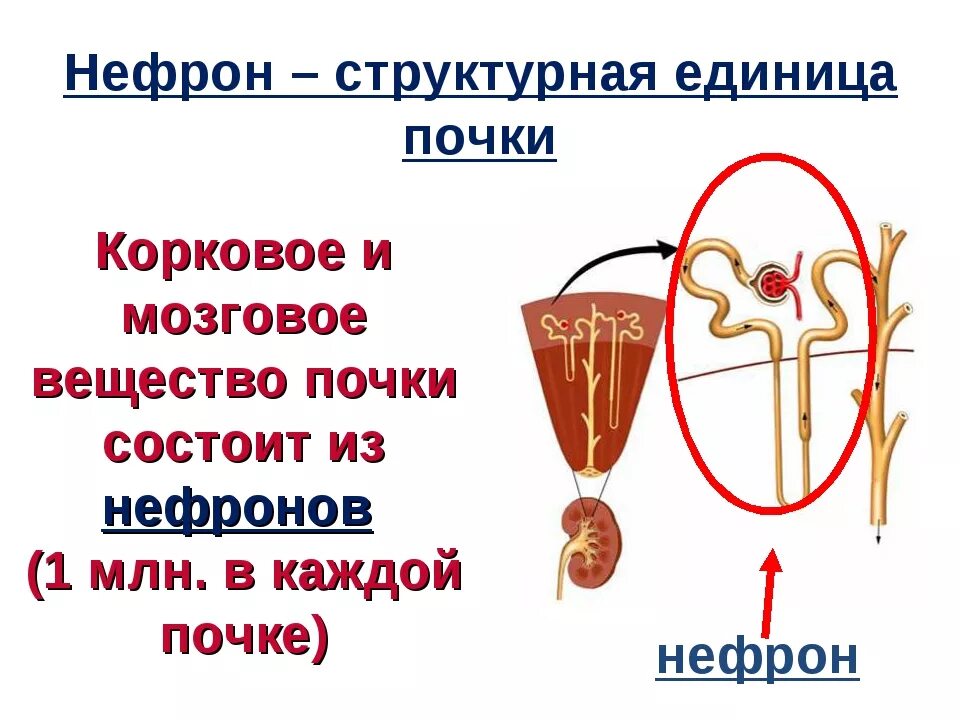 Корковое вещество почки функции. Мозговое вещество почки состоит из. Корковое вещество почки состоит из. Корковое вещество и мозговое вещество почки. Из чего состоит корковое вещество почки.