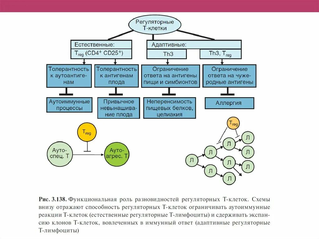 Основная функция регуляторных т-лимфоцитов. Функции т регуляторных лимфоцитов. Регуляторные клетки функции. Естественные регуляторные т-клетки иммунология. Регуляторные т лимфоциты