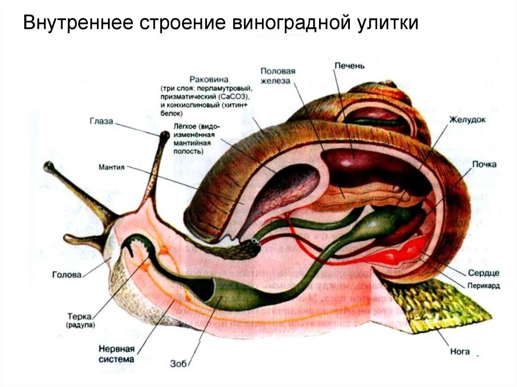 Тип моллюски полость тела. Строение брюхоногого моллюска улитки. Внешнее строение раковины виноградной улитки. Строение раковины виноградной улитки. Внутреннее строение виноградной улитки.