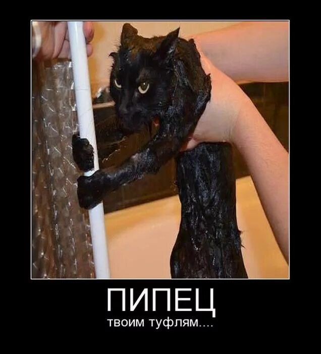 Пипец котенку читать. Пипец приколы. пипец котеночку. пипец ржака. пипец картинка прикол.