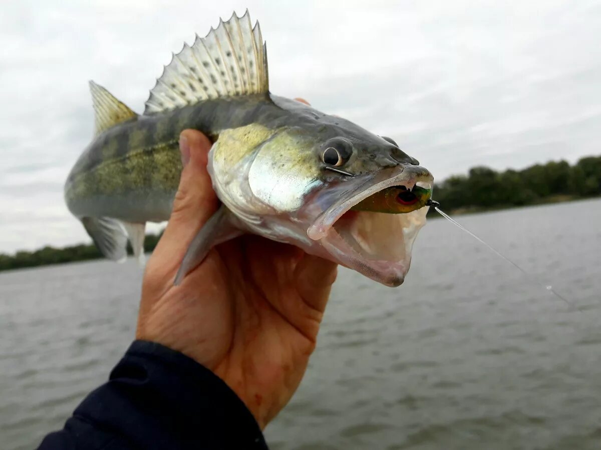 Судак жерех. Судак норвежский. Жерех берш. Судак жерех. Пасть судака.