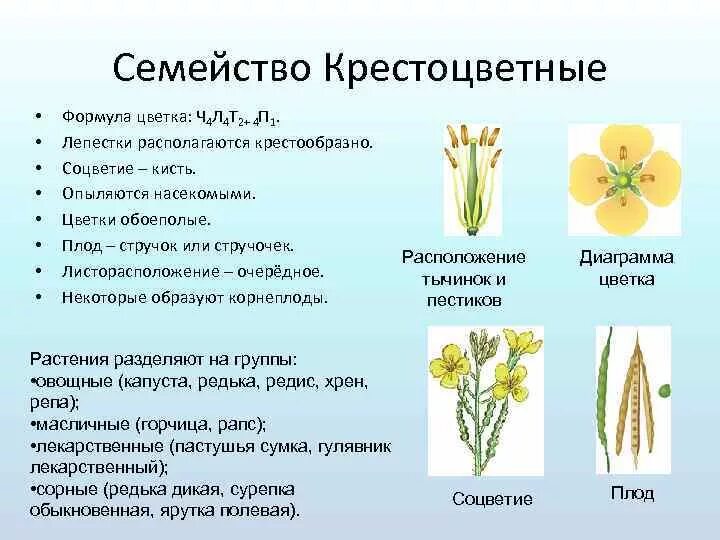 Семейство крестоцветных растений представители. Крестоцветные капустные формула. Формула цветка крестоцветных растений. Соцветие кисть у крестоцветных.