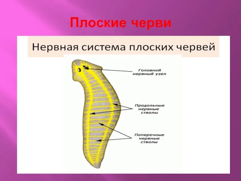 Нервная система плоских червей Тип. Тип плоские черви нервная система. Нервная система система плоских червей. Схема строения нервной системы плоского червя.