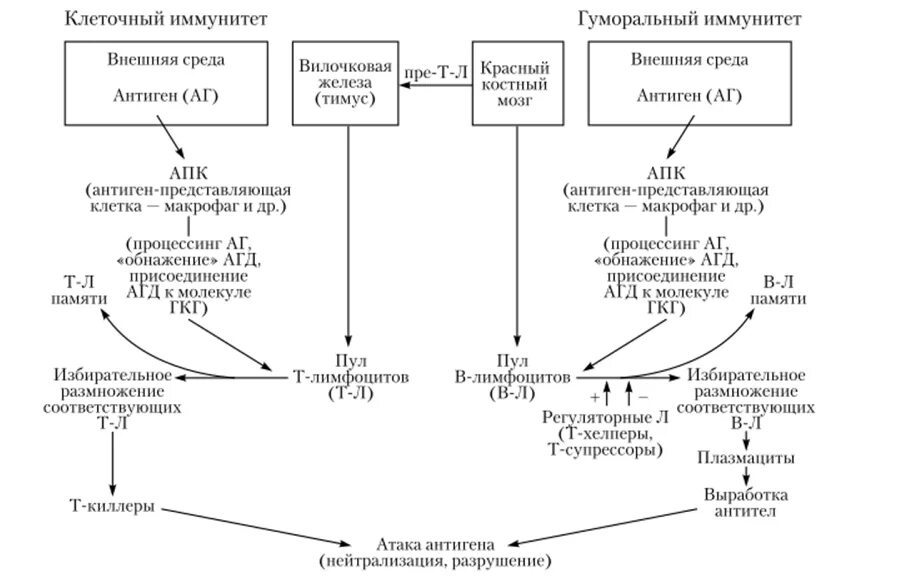 Развитие иммунного ответа