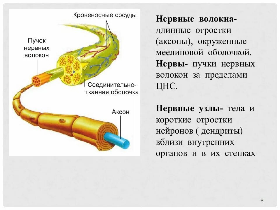 Внутреннее строение нерва. Строение нерва эпиневрий периневрий эндоневрий. Строение нервного волокна. Пучки нервных волокон. Нервы и нервные волокна.