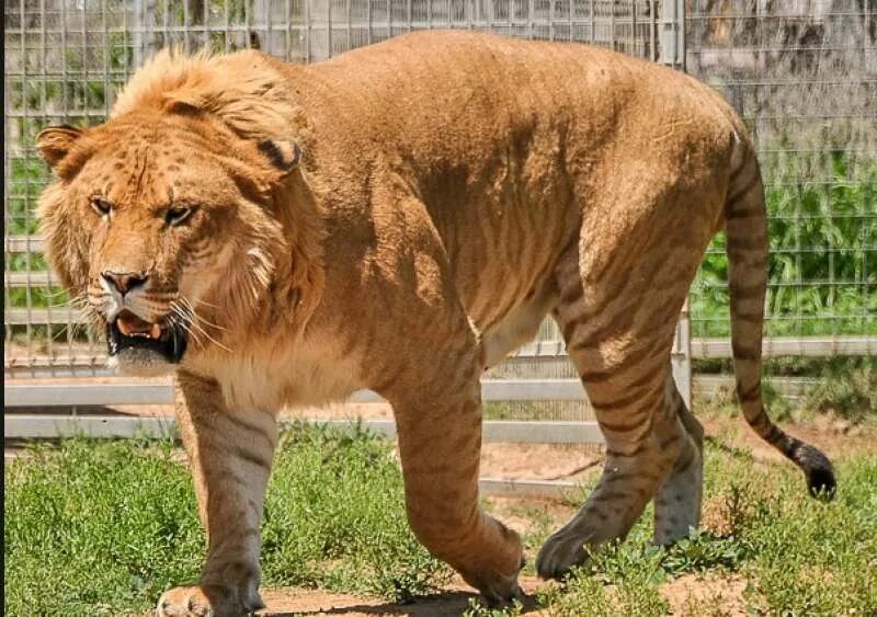 Смесь тигра и льва лигр. Лигр геркулес. Тигролев геркулес. Лигр аполлон. Как выглядит лигр.