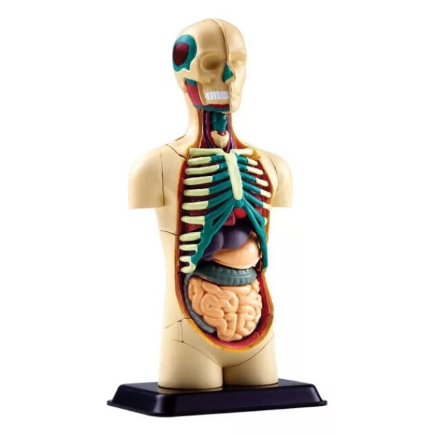 Анатомический набор "торс человека" edu toys human anatomy model 50 см. Анатомическая модель человека для детей. Анатомическая модель человека с органами. Анатомический набор "торс человека" edu toys human anatomy model 50 см. Манекен человека анатомия.
