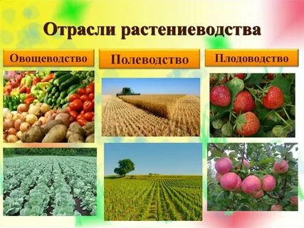 Использование растений в сельском хозяйстве