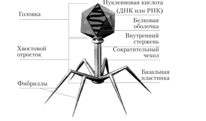 Зарисуйте строение бактериофага. Строение вируса бактериофага. бактериофаг строение бактериофага. структура бактериофага микробиология. бактериофаги структура строение.