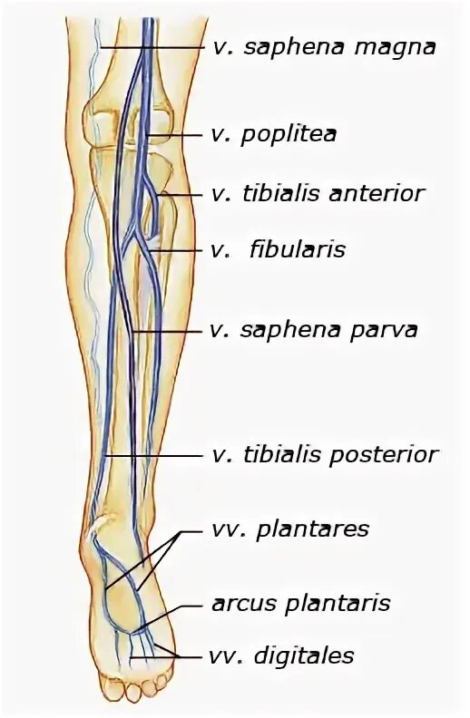 Vena saphena. Сафена Магна. Вена сафена Магна анатомия.