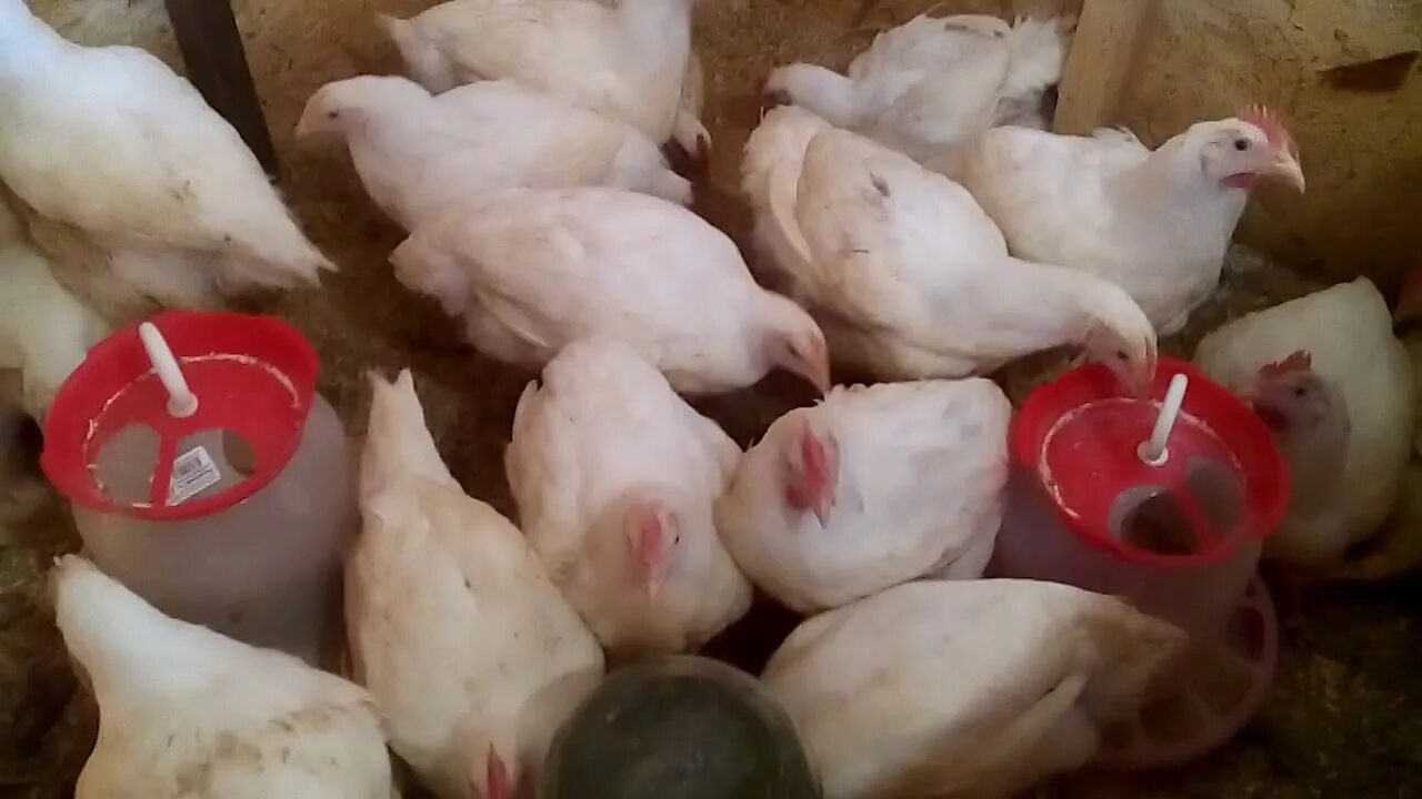 Можно ли бройлеров держать вместе с несушками. Бройлеры на даче на лето. как вырастить цыплят бройлеров на даче за лето. выращивание бройлеров на даче.