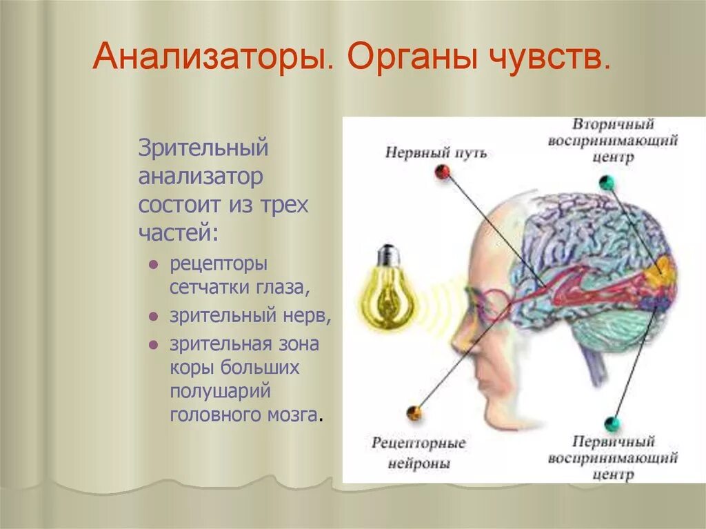 Анатомия и физиология глаза зрительный анализатор. Анализатор состоит из трех частей. Зрительный анализатор строение и функции биология 8 класс. Анатомия мозга зрительный анализатор. Тест 24 органы чувств зрительный анализатор