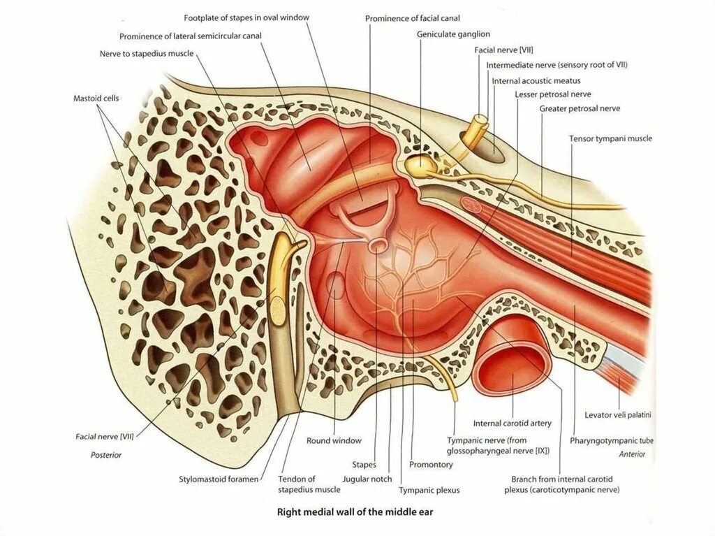 Слуховой латынь. Височная кость барабанная полость. Барабанная полость височной кости анатомия. Сосцевидные ячейки уха анатомия. Лицевой нерв височная кость.