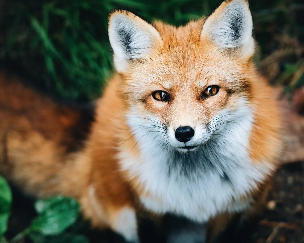 Foxes инстаграм. Фокс лиса. Лисица огневка Вятская. Огневка лиса красная. Анадырская обыкновенная лисица.