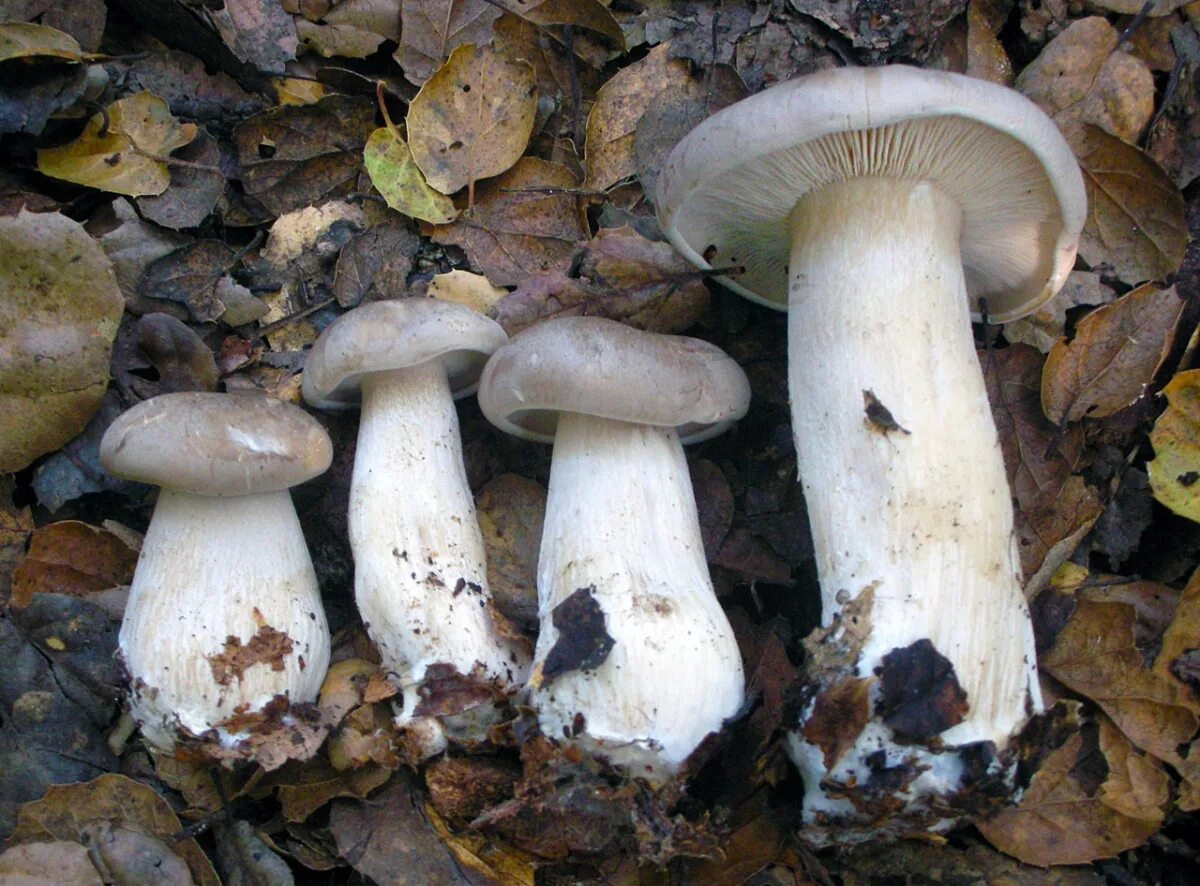 Белый гриб серый. Дымчатая говорушка clitocybe nebularis. гриб рядовка-говорушка. гриб говорушка дымчатая. грибы говорушки и серые рядовки.