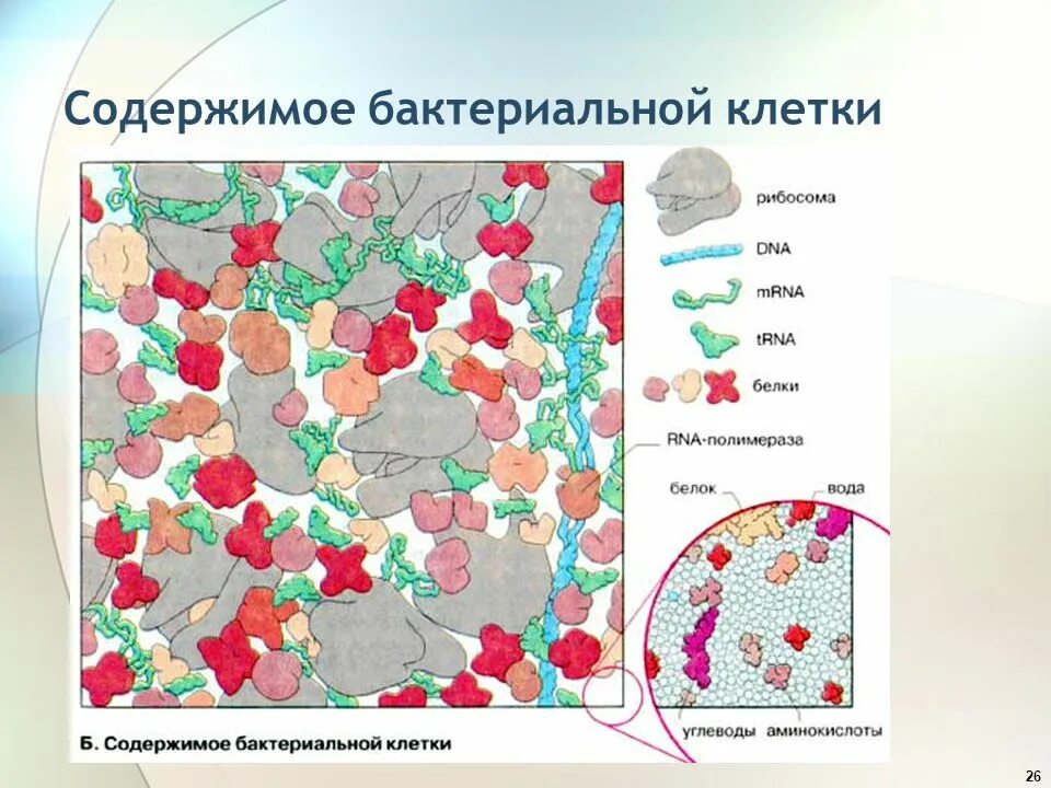 Что содержится в бактериях. Гликоген в бактериальной клетке. гликоген в клетках бактерий. углеводы в бактериях.