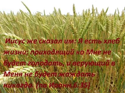 Хлеб с небес