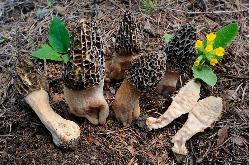 Сумчатый сморчок гриб. Morchella elata сморчок. Сморчок высокий Morchella elata. Morchella exuberance. Morchella conica ботаника.