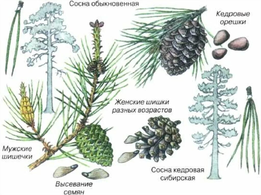 Структура хвойного. Голосеменные кедр. Строение побега сосны. Шишки голосеменных сосны. Строение шишек голосеменных растений.