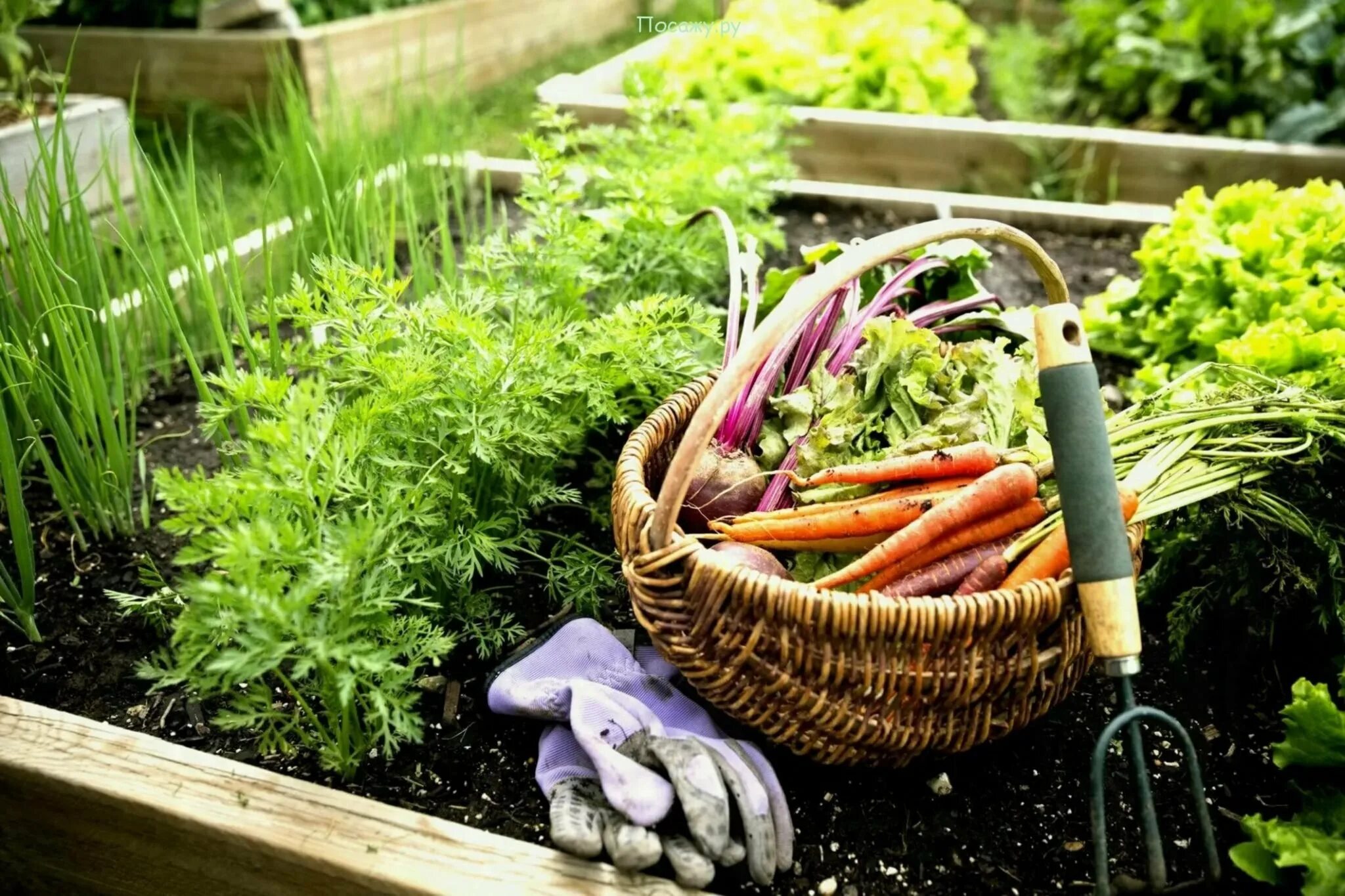 Vegetable home