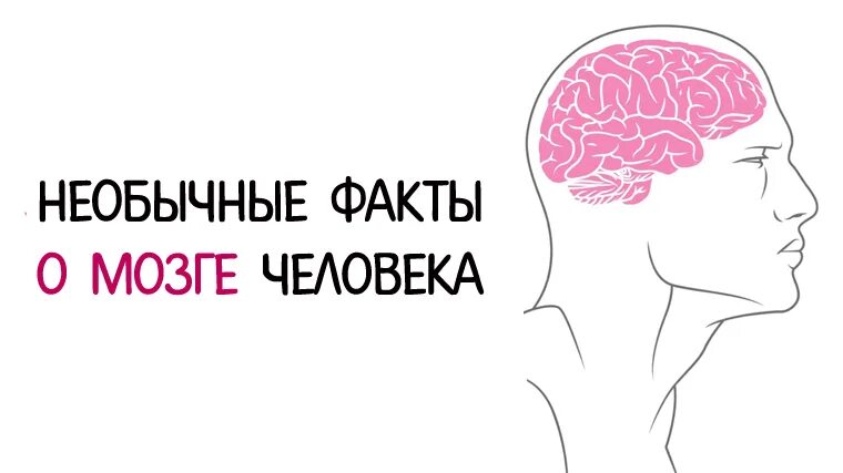 Интересные факты о мозге. Факты о мозге человека необычные. Факты о головном мозге. Интересные факты о головном мозге человека.