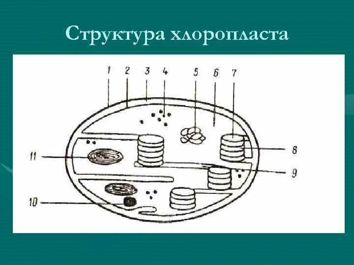 Состав хлоропласта. Схема строения хлоропласта. Строение хлоропласта ЕГЭ биология. Схема строения хлоропласта без подписей. Строение хлоропласта рисунок.