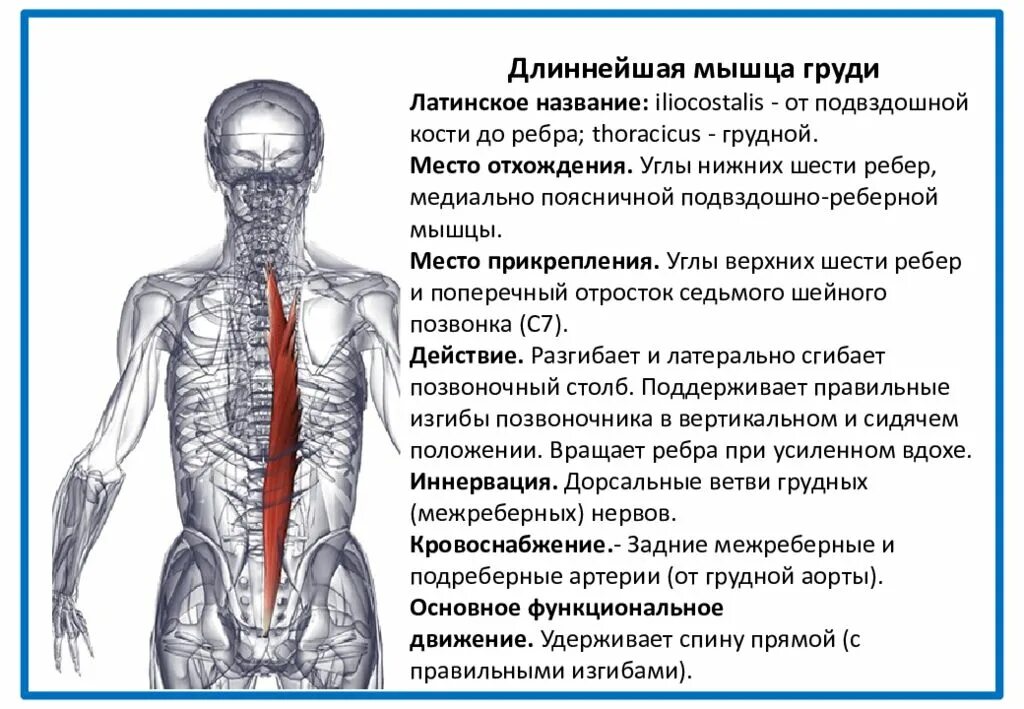 Спин удлинит. Подвздошно-реберная и длиннейшая мышца. Длиннейшая мышца спины прикрепление. Оллинейная мышца груди. Длинеейшая мышцы спргы.