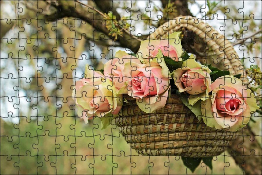 обои : Роза, чайное дерево, цветок, Дерево, мох 1920x1260 - CoolWallpapers - 107