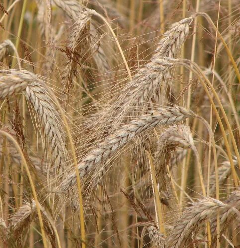 Рожь как выглядит растение Barley, wheat, rye, rice, millet and green oat. Vector illustration Stock Vector