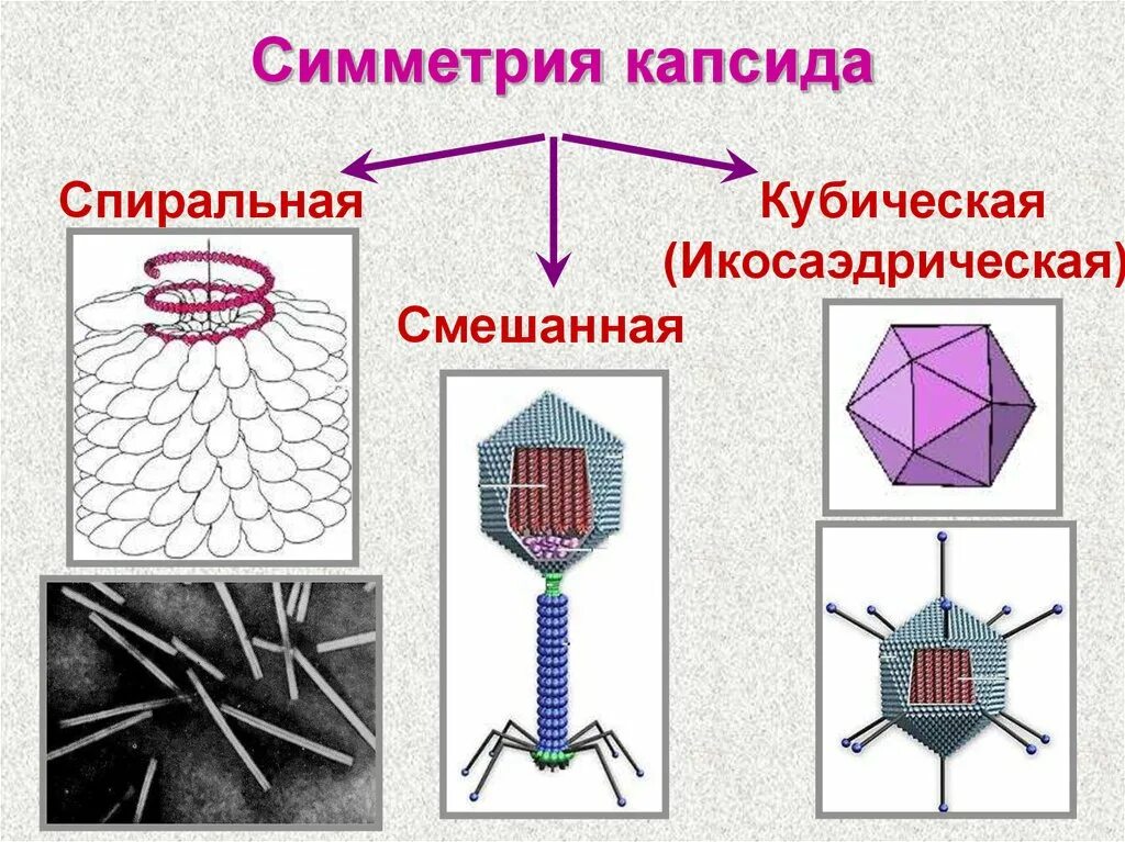 Виды типы вирусов. Типы симметрии капсида вирусов. Строение кубической капсиды. Кубический Тип симметрии капсида. Вирион типы симметрии капсида.