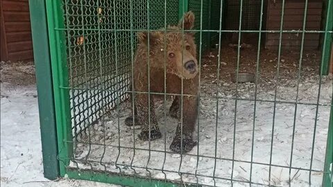 Юле животных