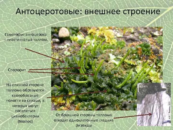 Антоцеротовые мхи. Антоцеротовые мхи коробочка. Представители антоцеротовых мхов. Спорофит антоцеротовых. Примеры растений группы мхов