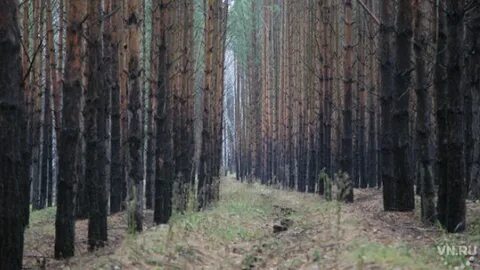 Ордынское лесничество