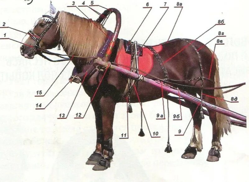 Как называется профессия где лошади. Конская упряжь седло хомут сбруя. Конская упряжь, сбруя. Оглобельно дуговая упряжь. Сбруя для оглобельно-дуговой запряжки.