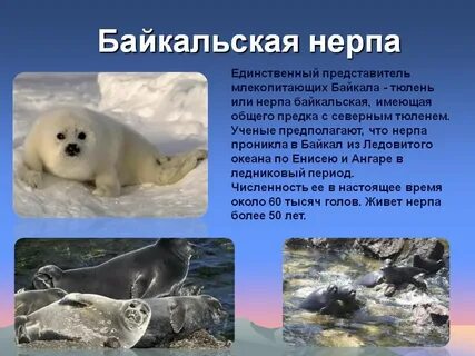Нерпа красная книга