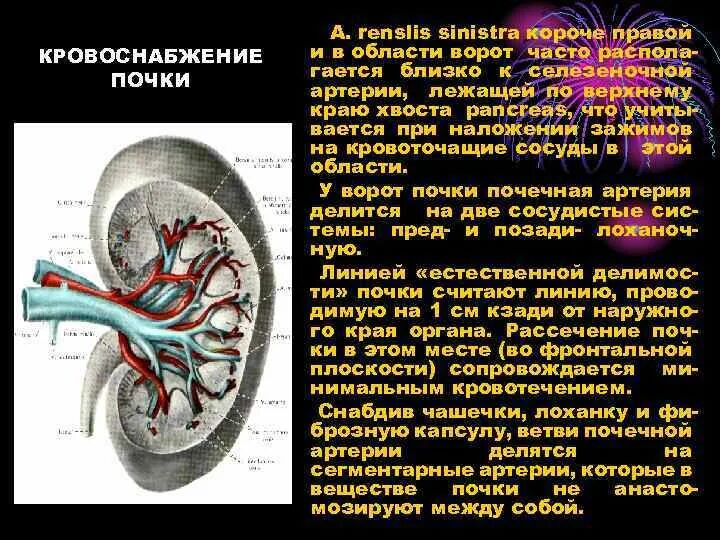 Сегменты правой почки. Кровоснабжение почки. хирургическая анатомия почек. почечное кровообращение.