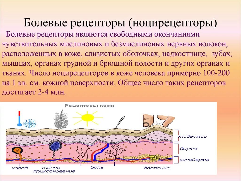 Какова функция холодовых рецепторов кожи. Болевой анализатор рецепторы. Ноцирецепторы болевые рецепторы. Где располагаются болевые рецепторы анализаторов. Болевой анализатор расположение рецепторов.