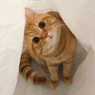 Трек kittens meowing