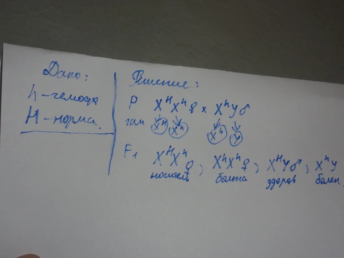 Мать носитель гемофилии а отец болен гемофилией. Гемофилия генотип родителей. У матери не являющейся носителем Гена гемофилии и больного отца. Отец гемофилик, мать не является носителем Гена гемофилии. У матери не являющейся носителем гена