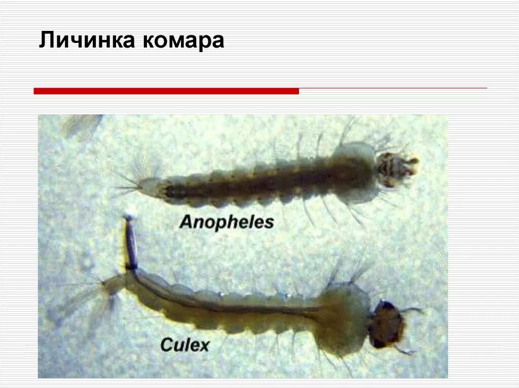 Личинки насекомых описание. Личинка комара Пискуна. Строение личинки комара звонца. Личинка обыкновенного комара. Личинки комара в воде.