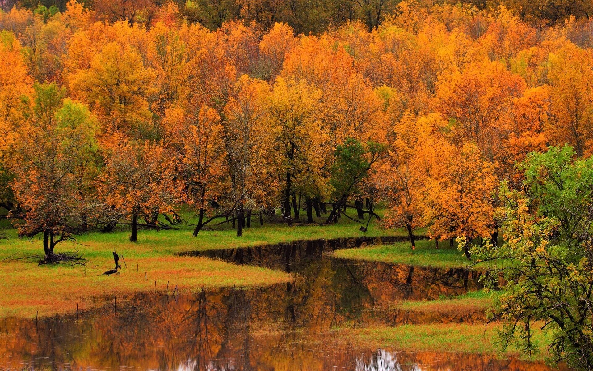 Осенняя природа картинки. Осенний пейзаж. Золотая осень. Фото осень Золотая. Золотая осень пейзаж.
