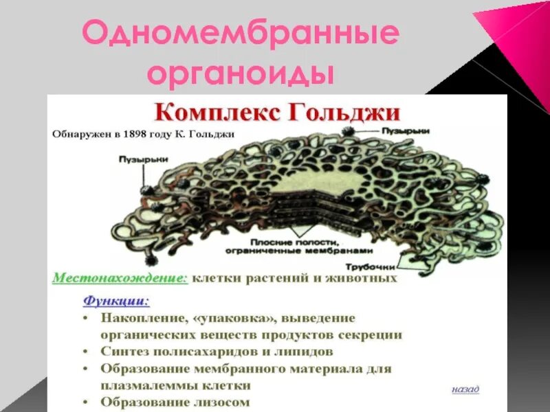 Функции одномембранных органоидов. Одномембранные органоиды клетки строение и функции. Двумембранные органоиды клетки их структура и функции. Структура и функции одномембранных органоидов. Двумембранные органоиды клетки таблица.