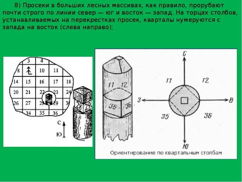 В каком направлении нумеруются квартальные столбы. Ориентирование по квартальным столбам в лесу. определение сторон горизонта по квартальным столбам. квартальные столбы в лесу ориентирование.
